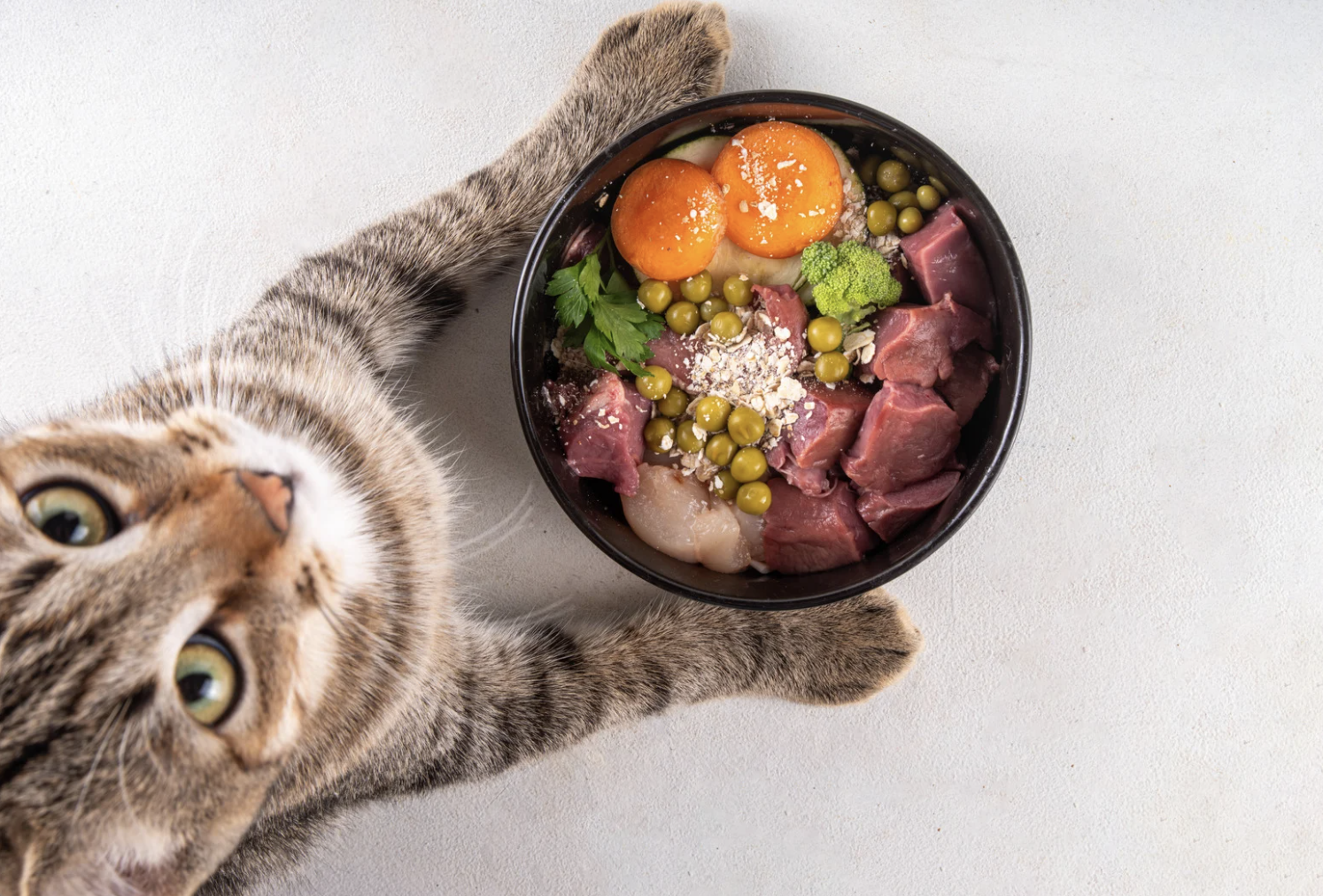 Alimentation pour un chat avec poil soyeux