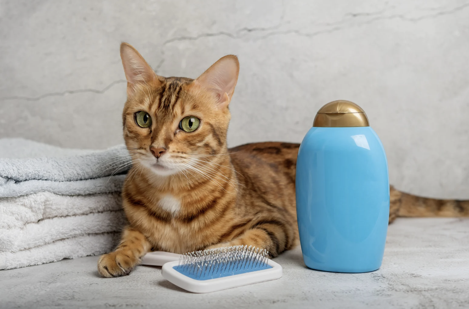 Shampoing naturel pour chat : lequel choisir ?