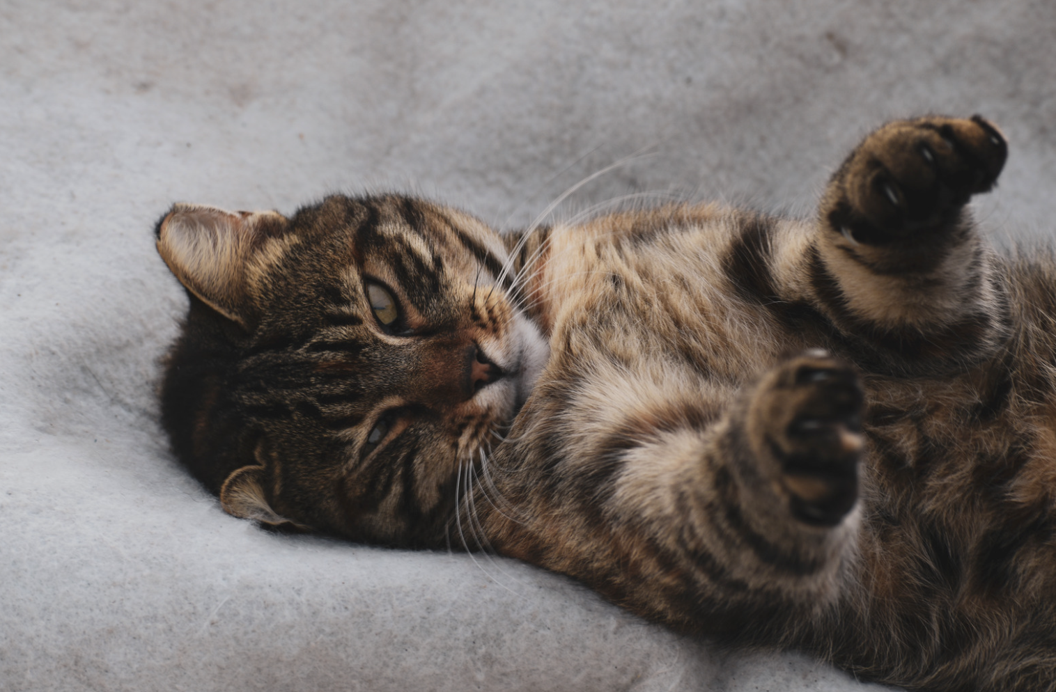 Pourquoi mon chat s’arrache les poils ?