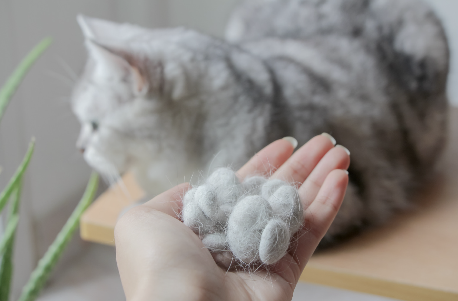 Est-ce normal que mon chat perde autant de poils ?