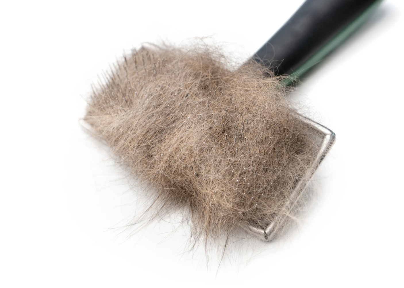 Meilleure brosse pour chat à poils longs : notre guide