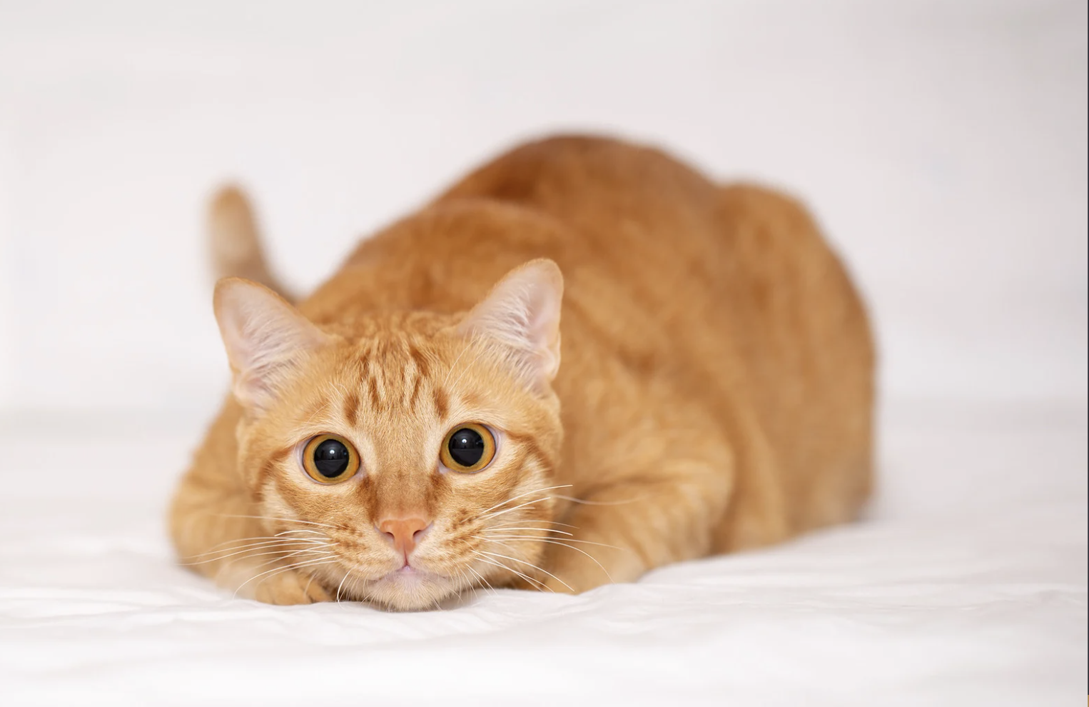 Comment éviter la perte de poils chez le chat
