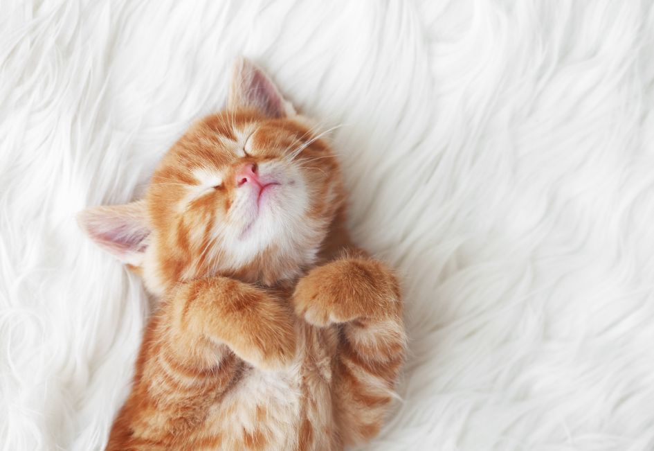Comment punir un chat qui attaque les autres chats ?