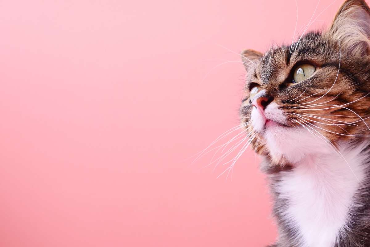 Les gestes beauté à adopter pour son chat