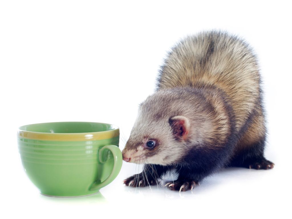 Les meilleurs sites pour acheter des croquette furet